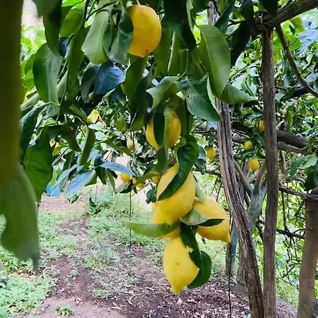 Apartment Lemon In The Air *